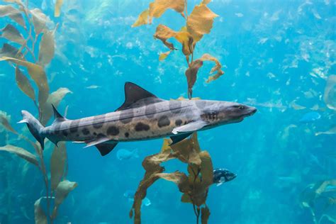 VIDEO: San Diego's 'shark shores' in full-swing as leopard sharks arrive